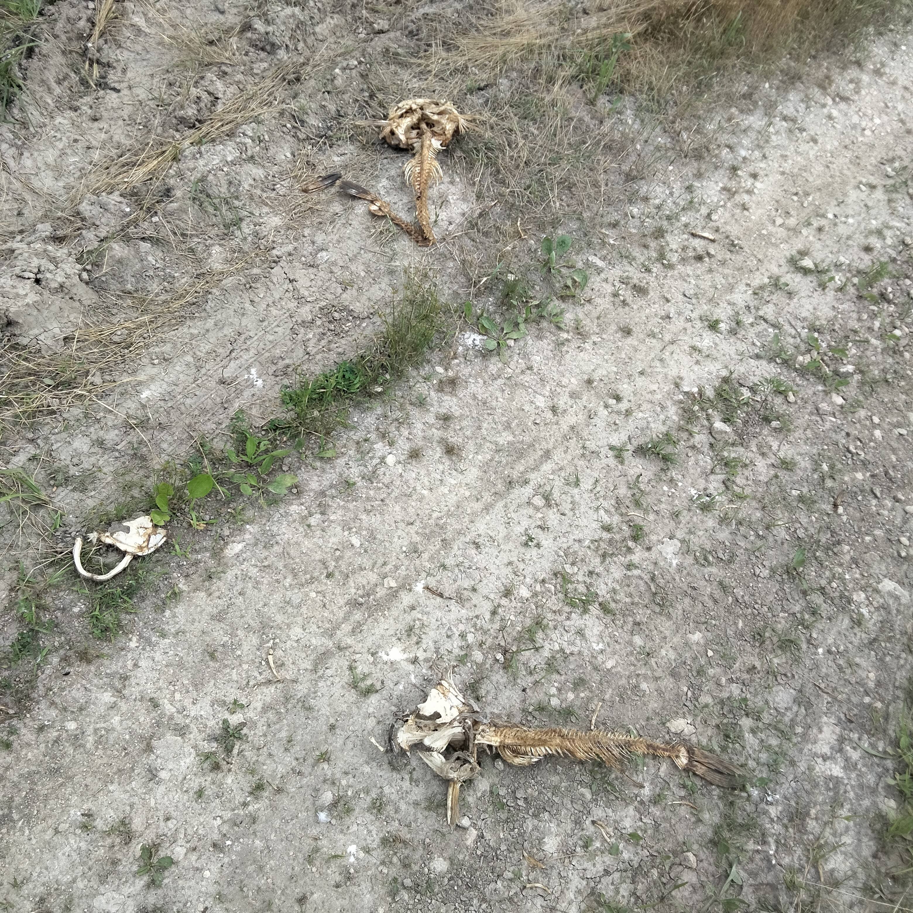 fish bones found near a bunker