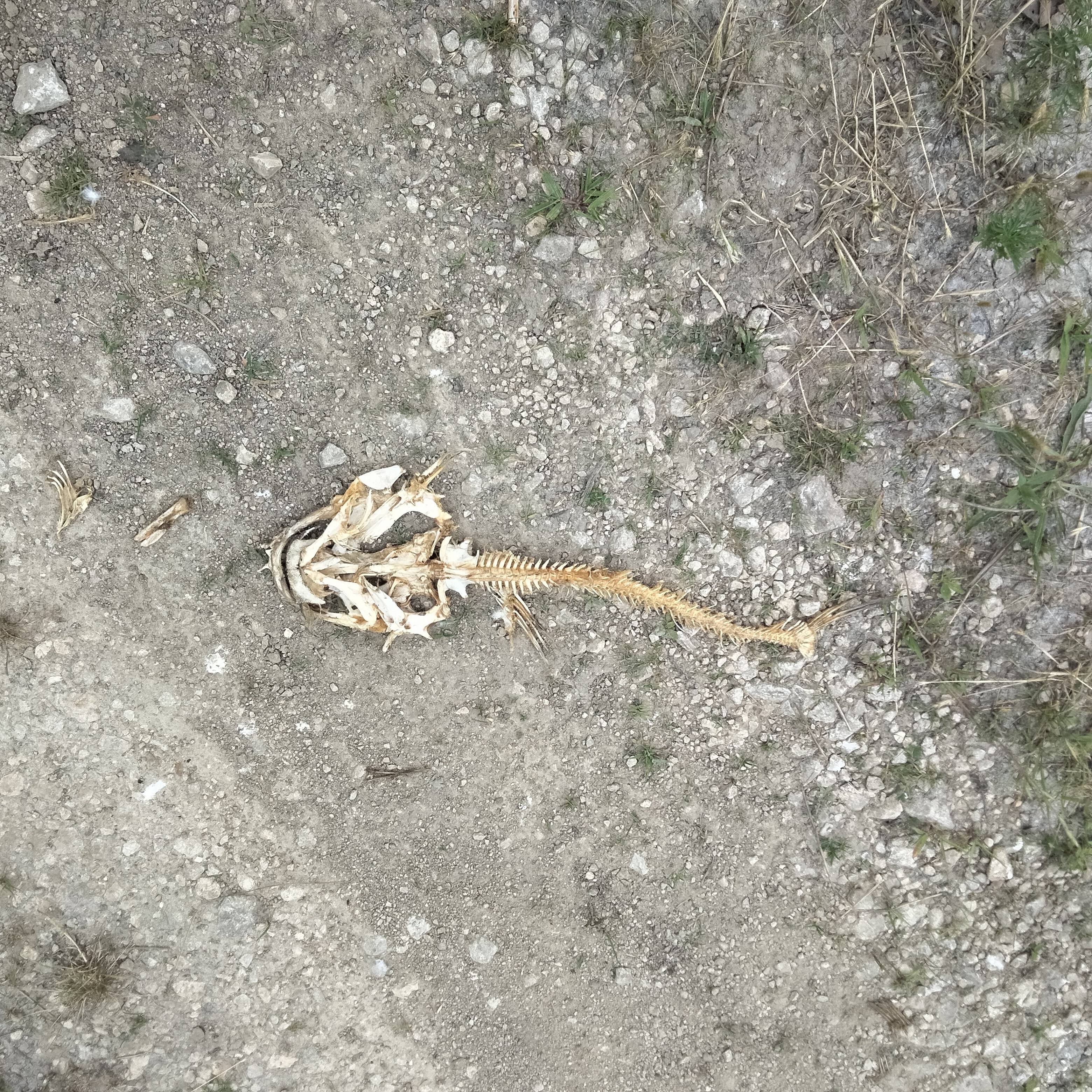 fish bones found near a bunker