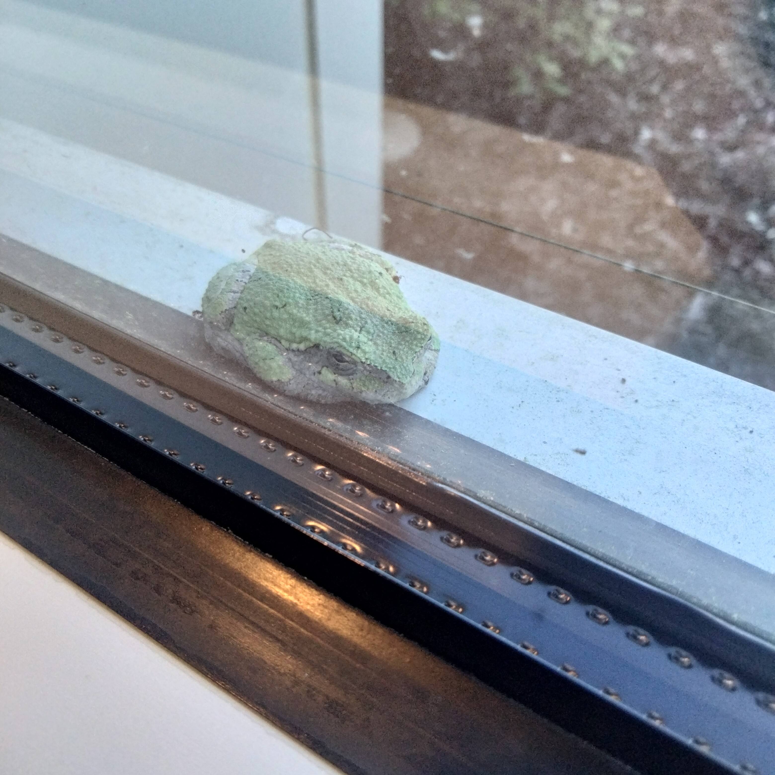 frog chilling on window sill