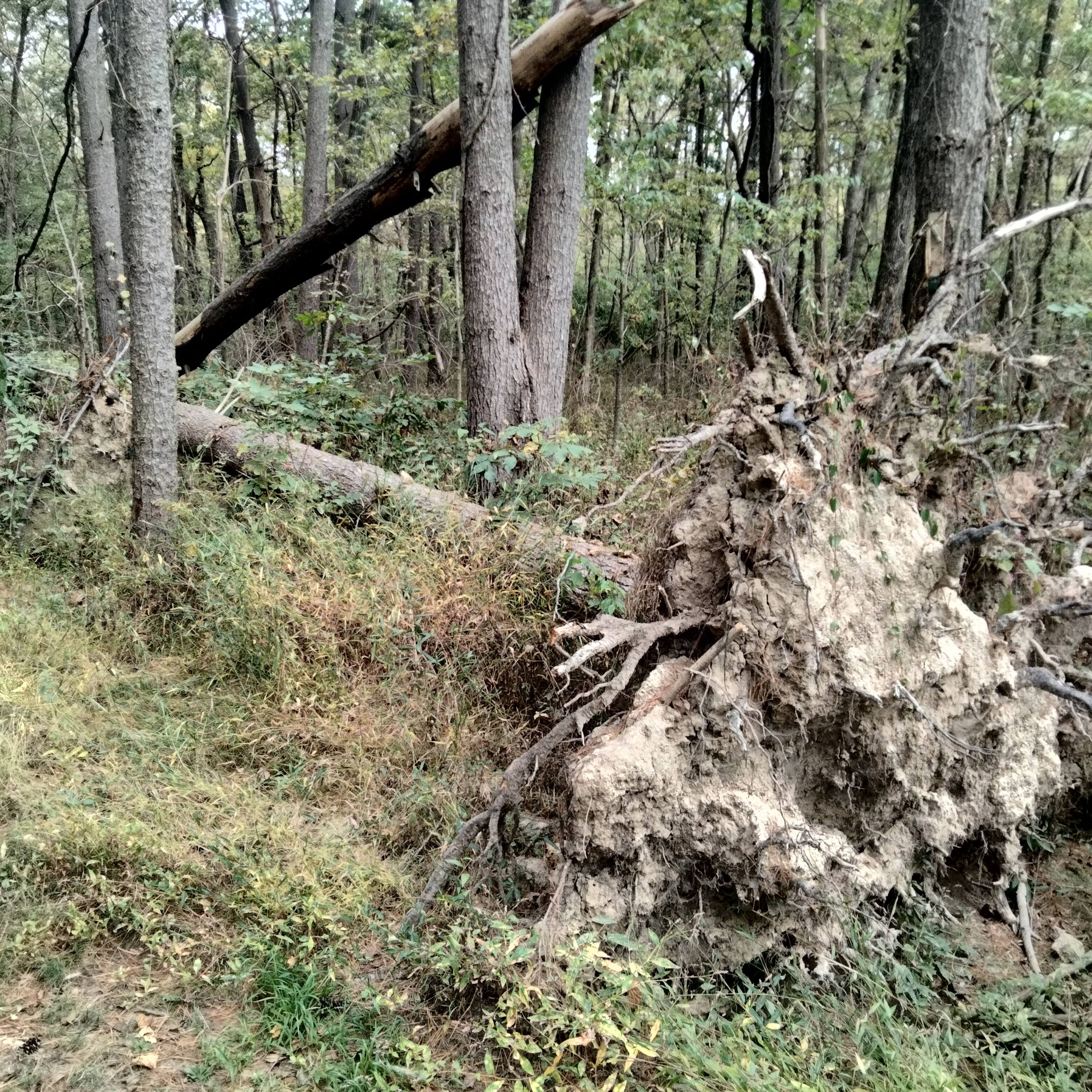 fallen tree in the woods