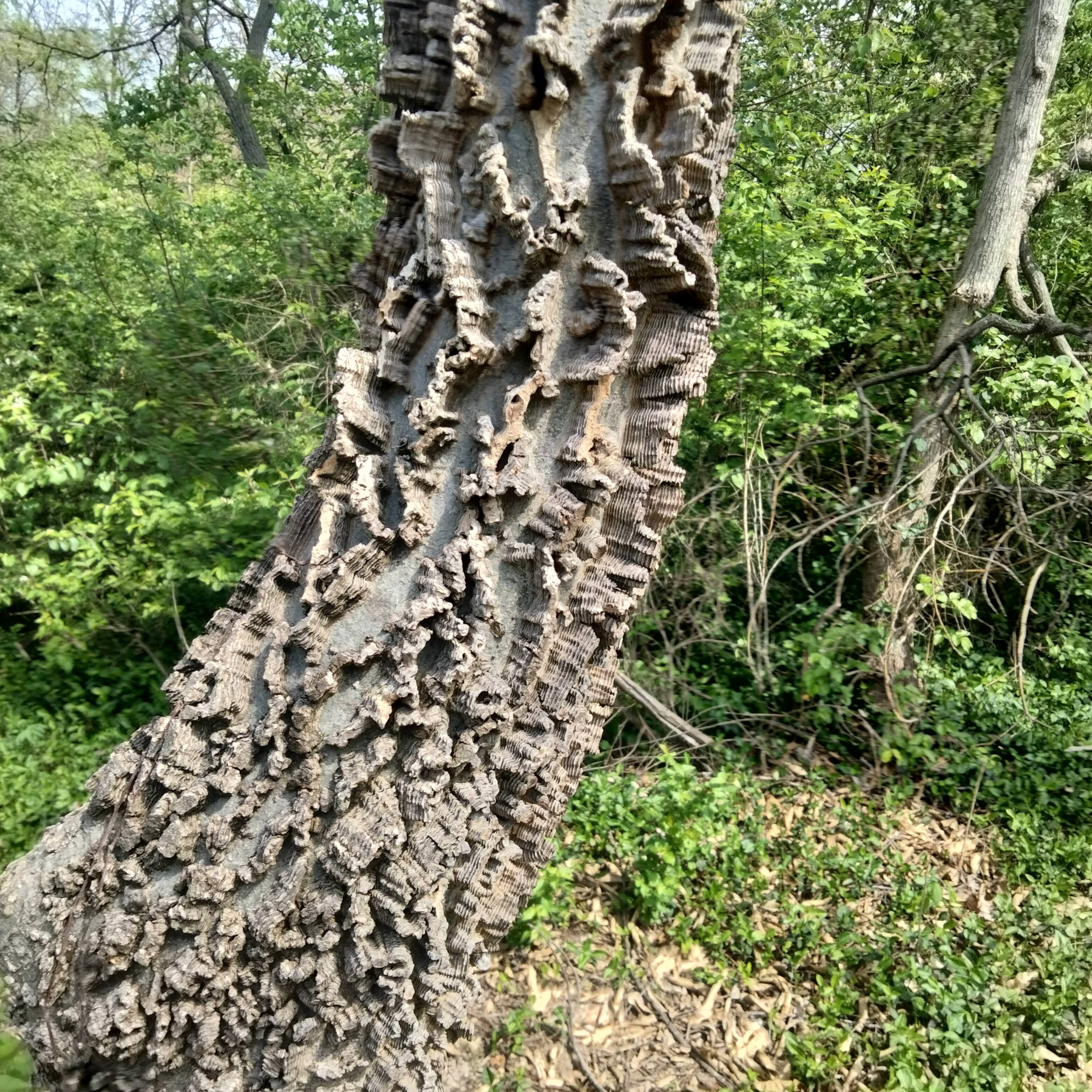 a neat tree with ridged bark