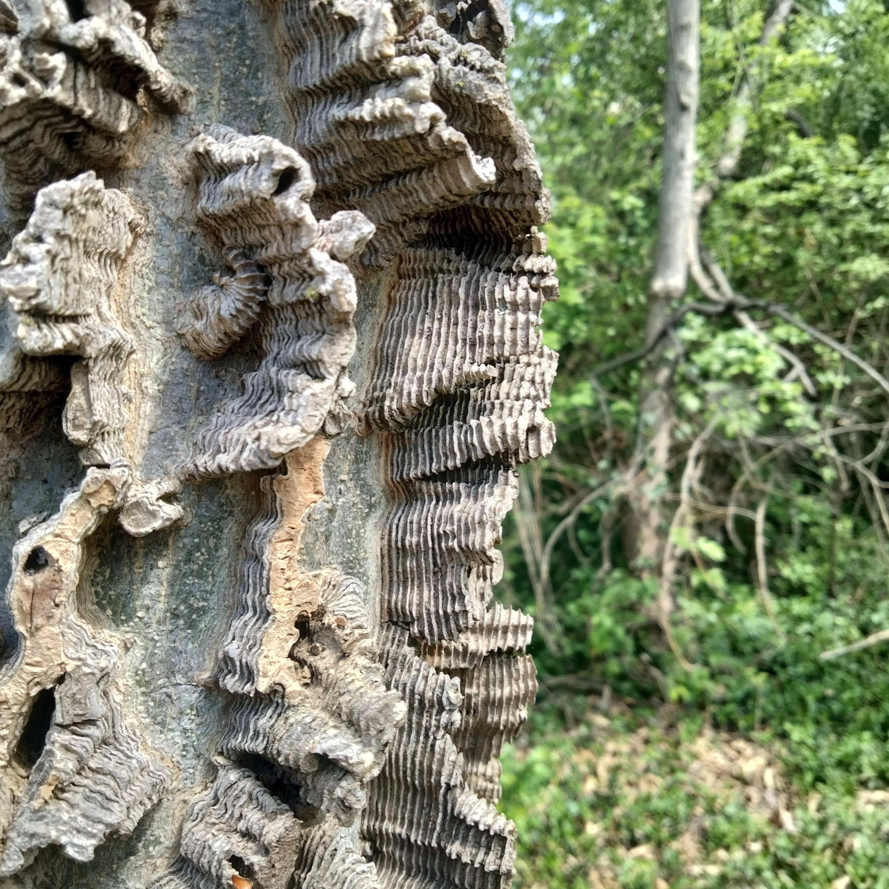 a neat tree with ridged bark